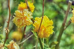 blooming Kerria, Kerria japonica Pleniflora