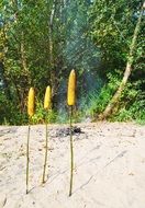 fried corn on a picnic