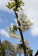 Flowers blossom on the tree