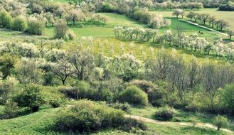 flowering cherry trees in the meadow