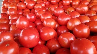 A lot of the ripe tomatoes