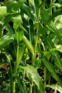 Corn plants with cobs on field