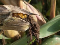 fruits of corn with dry leaves on the field