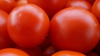 Tomatoes Ripe