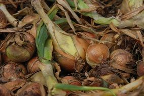 pile of harvested onion