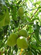 green mangoes grow on a tall tree