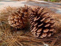 pine needles and cones