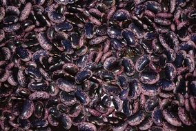 purple Beans, background