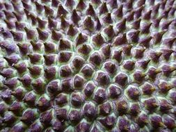 Jack Fruit, Prickly surface, macro