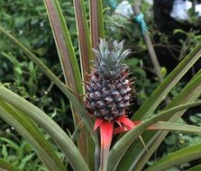 growing pineapple