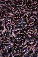 red beans