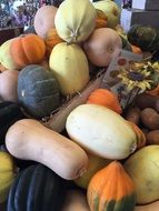 A lot of the different pumpkins