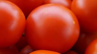 red ripe tomatoes close up