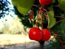 wild berries on a bush close-up on blurred background
