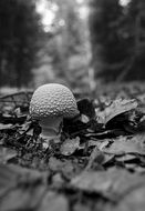 Forest Mushroom monochrome foto