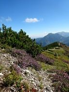 diversity of vegetation in the western Tatras