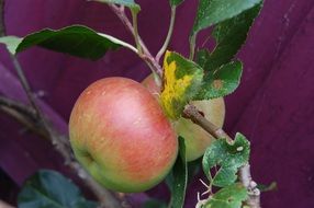 maturing apple on the tree