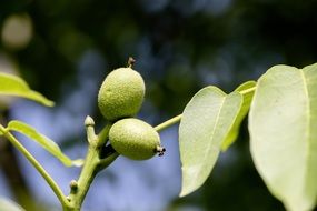 two green walnuts on a branch close up