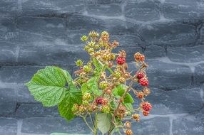 unripe blackberry bush