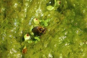 Bee Water