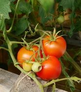 healthy tomatoes grow among the leaves in the garden