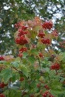 many red berries on a large bush close-up