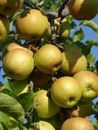 ripe Apple fruits on Tree