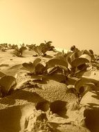 vegetation in the sand on the beach