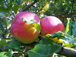 mature colorful apples on the tree