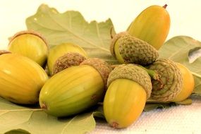 acorns are oak fruits