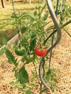 green and ripe tomatoes on a stalk