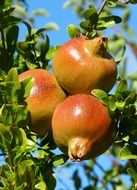 three pomegranates on a tree on a sunny day close-up on blurred background