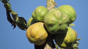 green papaya on a branch