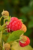 raspberry on a bush close up