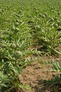 Artichoke Vegetable Crop cultivation