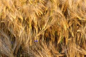 field of cereals close up