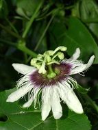 passion flower among green foliage