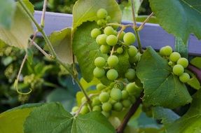 bunch of green wine grapes