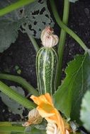 Vegetables Blossom Zucchini