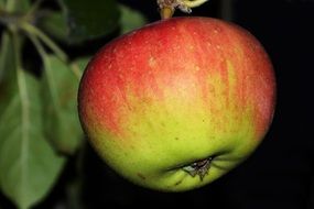 Apple Apple Tree Leaves Red