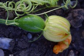 Zucchini fruit with Closed flower