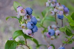 blueberry bush with fruits
