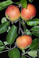 three red Apples on Branch