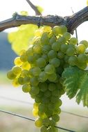 vine with ripening Grapes in back light