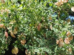 yellow bubble shrub