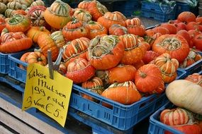 Lot of pumpkins in a market