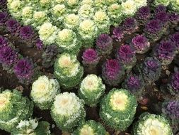 organic Colorful cabbages in a garden