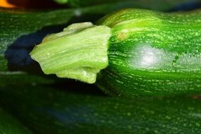 Zucchini close up