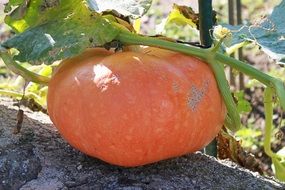 orange pumpkin in a vegetable garden