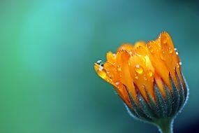 calendula bud in drops